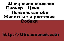 Шпиц мини мальчик Пионер › Цена ­ 5 000 - Пензенская обл. Животные и растения » Собаки   